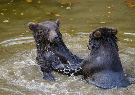 Two Brown Bear Cubs Play Fighting Stock Photo Image Of Arctos Nature