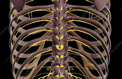 The Nerves Of The Back Stock Image F0017271 Science Photo Library