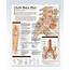 Low Back Pain Exam Room Anatomy Poster – ClinicalPosters