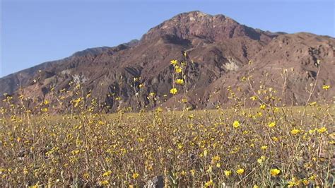Apr 25, 2021 · death valley is famous for its spectacular, spring wildflower displays, but those are the exception, not the rule. Millions of wildflowers take over Death Valley in first ...