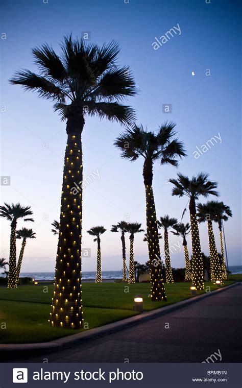 Galveston Texas Palm Trees With Lights Stock Photo 31795169 Alamy