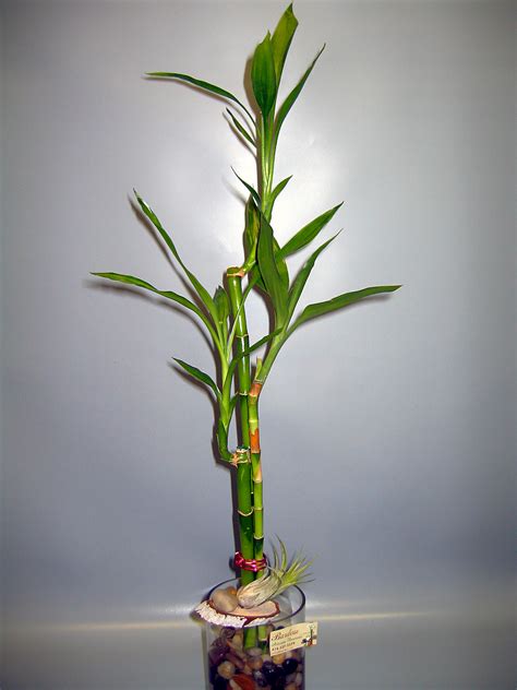 Bambou Dans Vase P3 Bardou Fleuriste
