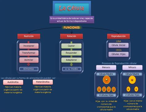 Esquemas Diagramas Gr Ficos Y Mapas Conceptuales Funciones De La C Lula