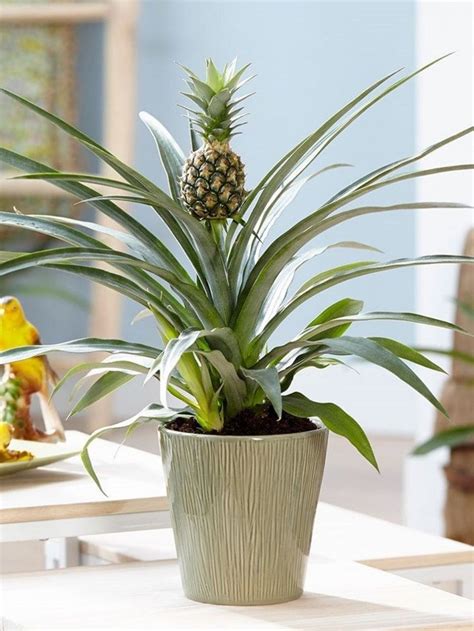 Ananas Comosus Champaca Ornamental Pineapple Eatable Live Plant