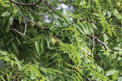 Black Walnut Trees And Juglone Tolerant Plants