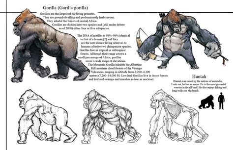 Gorillastudybyjeteffects Gorilla Study Olds Drawings Animals