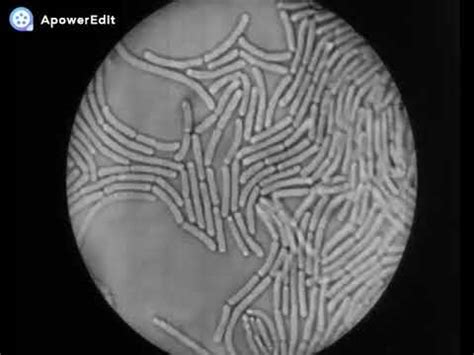 (play) (pause) (download) (fb) (vk) (tw). Mournful skank - Bella Ciao cover (Anita Lane's lyrics ...