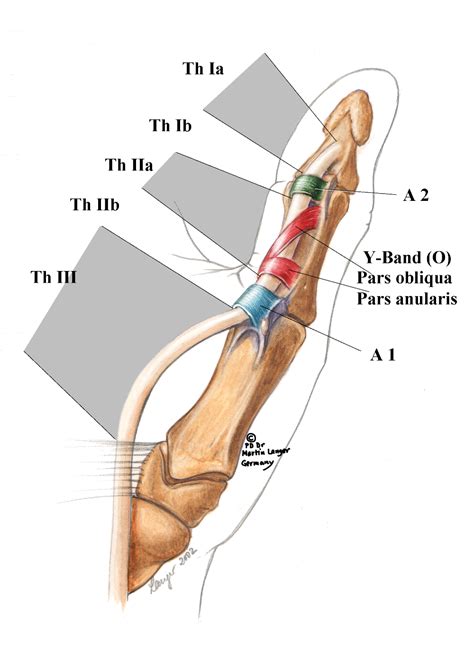 Flexor Tendon Pulleys Thumb Anatomy Gross Anatomy Brain Anatomy
