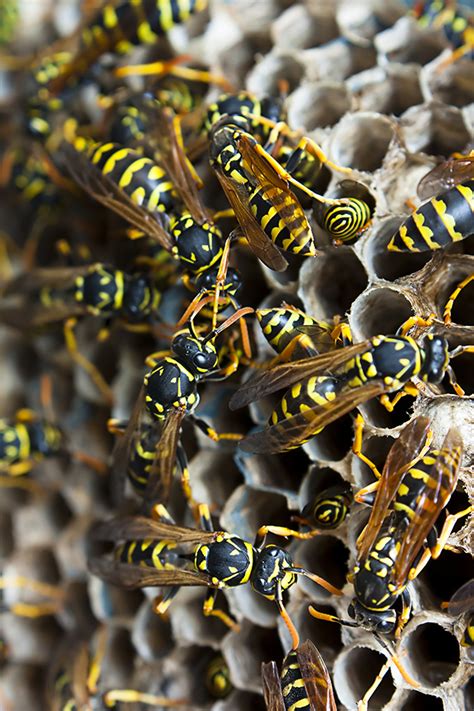 When a yellow jacket nest survives the winter, the nest continues to grow. Insects and Spiders - Florida's Poison Control Centers
