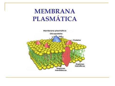 Mosaico Fluido De La Membrana Celular Back Gyoc