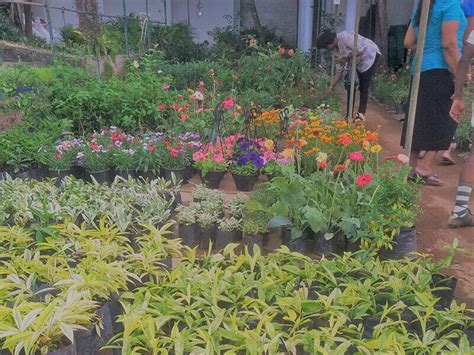 Raj kumar nursery is a leader in organic gardening, plants, offering the area's most extensive supply of unique verities of natural plants, flower plants check with a local nursery or cooperative extension service. Pin by tharindu on Polwatta Plant Nursery | Plants, Plant ...