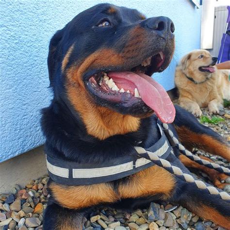 Golden rott is a loyal and devoted dog; Pin by Centurion on Rottweiler in 2020 | Rottweiler mix, Rottweiler, Rottweiler love