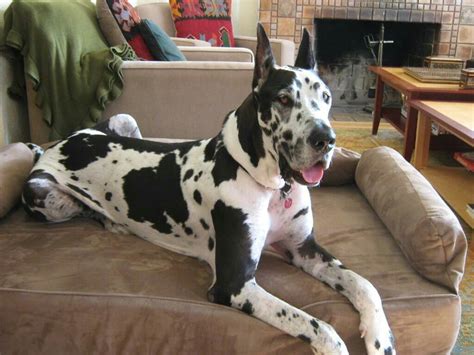 Great Dane Mixed With Dalmatian Mxier