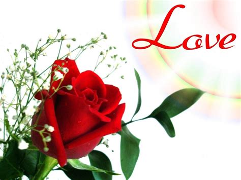 Love Flowers Wallpapers Top Free Love Flowers Backgrounds
