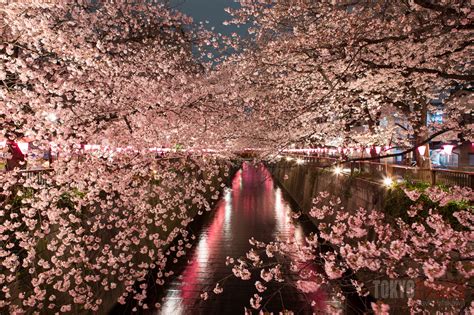 Sakura At Night Festivals