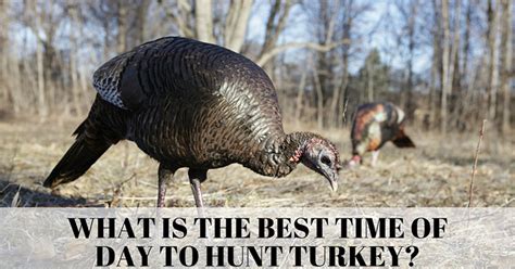What Is The Best Time To Hunt Turkey Know Your Hunting Conditions
