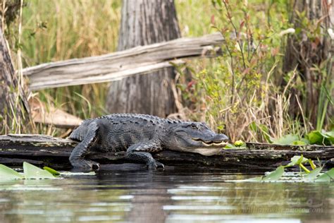 Okefenokee Swamp Guide Part 3 Where To Paddle William Wise Photography