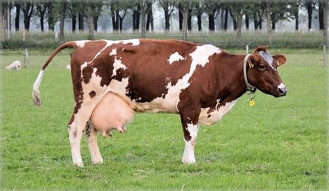 Cow Farm Animal Cattle Milk Dairy Huge Udder Deformed Vegan