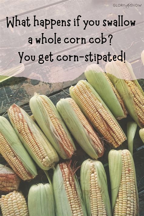 60 Too Corny To Digest Corn Puns And Jokes Glory Of The Snow