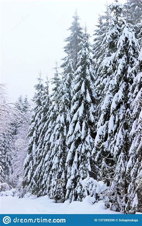 Winter Forest With Large Snow Covered Fir Trees Stock Image Image Of
