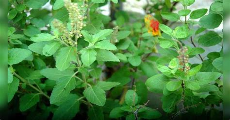 Health Tips The Leaves Of This Plant Are Nectar For Health Eating Empty