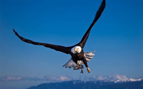 Flying Bald Eagle Wallpaper Hd