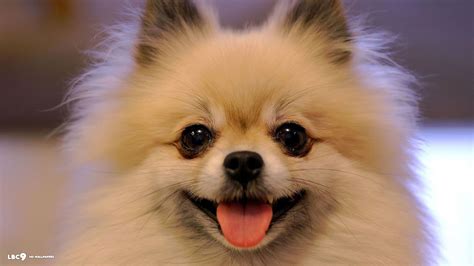 Cute Chihuahua Dogs Wallpapers Top Free Cute Chihuahua Dogs