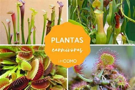 6 tipos de planta carnívora com fotos