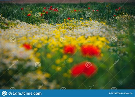 Beautiful Spring Meadow Red Poppy Flowers White Chamomile Flower And