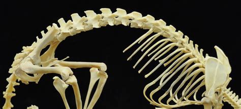 Top 6 Creative Uses Of Animal Bones In History Animal Bones Bones