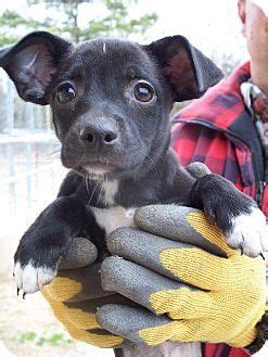 Homeward bound pet adoption center, 125 county house road. DANA...Pittsburgh, PA - Chihuahua Mix. Meet Dana a Puppy ...