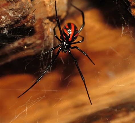 Wash the wound well with soap and water to help prevent infection. Deathstalker vs. Black Widow Spider fight comparison, who will win?
