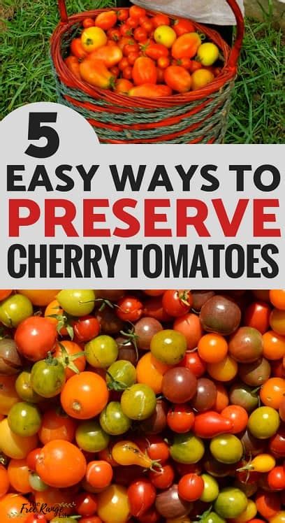 5 Simple And Delicious Ways To Preserve Cherry Tomatoes Cherry Tomato