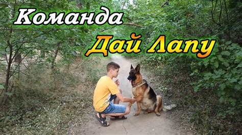 Как научить собаку команде "Дай Лапу". Дрессировка собак. Команда Дай ...