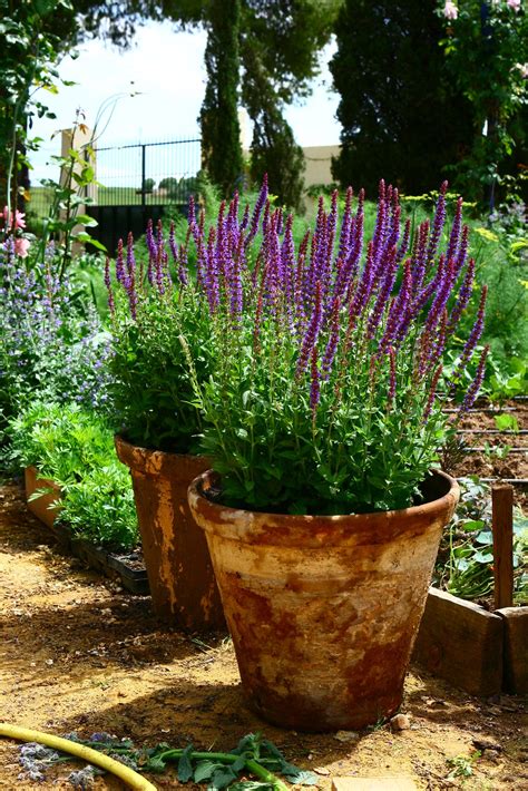 United kingdom about blog a blog for all lovers of gardening from j. Salvia | Garden containers, Plants, Garden inspiration
