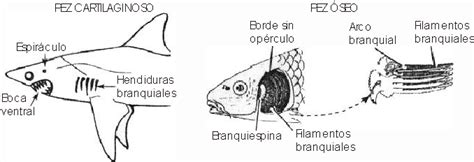 Entre este grupo se ubican los anfibios (ranas, sapos, salamandras), anélidos. Respiración Vegetal y Aparato Respiratorio Animal - Monografias.com