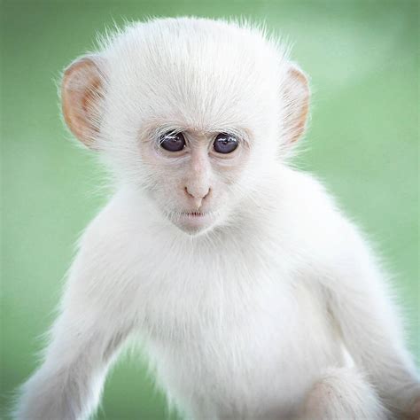 Albino Monkeys Characteristics Of Rare Albino Monkey Your Pet Planet