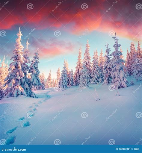 Colorful Winter Sunrise In Mountain Forest After Heavy Snowfall Stock