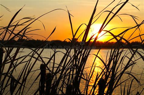 Tall Grasses In Golden Sunset Silhouette Stock Image Image Of Grass