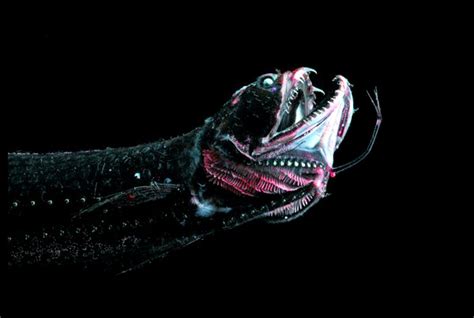 Dragonfish , also called sea moth , any of about five species of small marine fishes comprising the family pegasidae and the order pegasiformes. Citierra's spot: Deep Sea Black Dragonfish