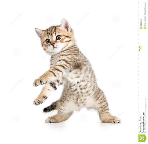 Funny Dancing Kitten On White Royalty Free Stock Image
