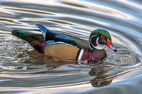 Male Wood Duck Photograph By Wade Aiken Pixels