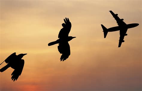 Aves E Aviões Perigo Nos Céus Pensamento Verde