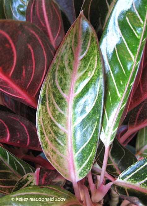 Plantfiles Pictures Aglaonema Chinese Evergreen