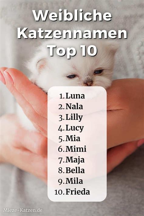Katzennamen Weiblich Top 10 Beliebteste Katzen Namen 2024