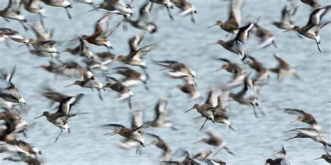 2000x1000 Px Birds Bokeh Flock Of Sky Hd Wallpaper Wallpaperbetter