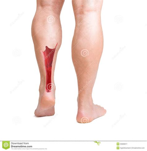 The blood prince slayer, blade of ykesha: Achilles Tendon With Lower Leg Muscles Stock Image - Image of biology, muscle: 35606611