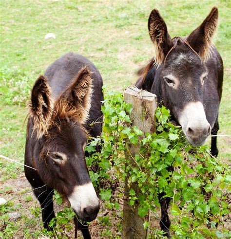 Donkeys Grazing Stock Photo Image Of Farm Herbivore