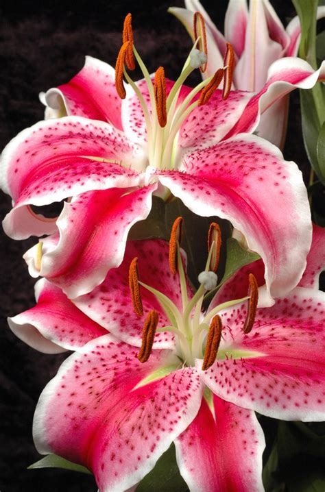 Definition of on a whim. Lily Meaning and Symbolism of the Lily on Whats-Your-Sign
