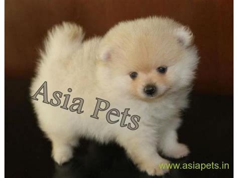 They are excellent at retrieving game for hunters and also used as service, rescue and therapy dog. Pomeranian Puppy for sale good price in delhi | India